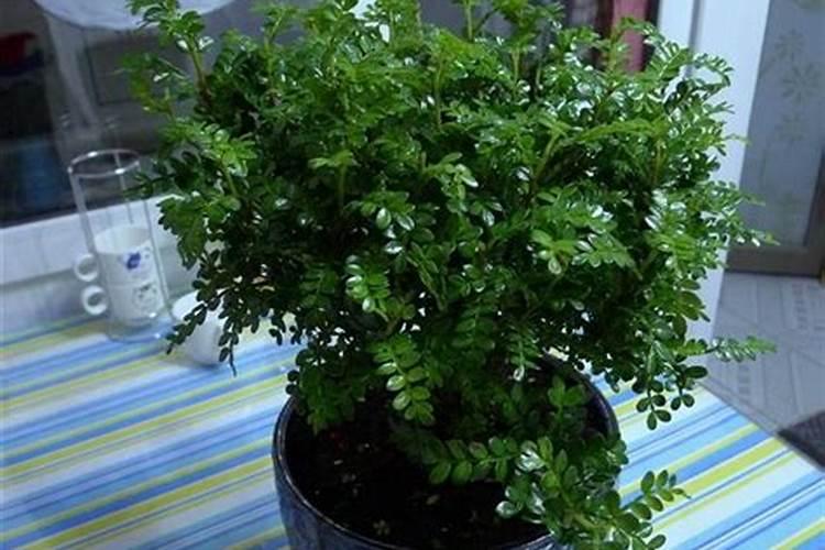 清香木施肥用什么肥料好 喜欢什么肥