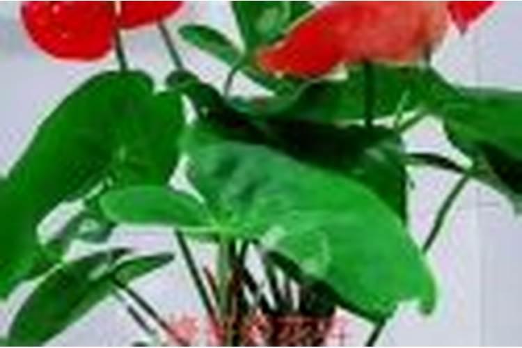 催花用什么肥料最好,自制催花的花肥