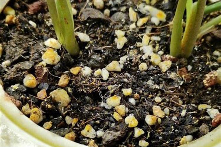 水溶肥用硝酸钾还是硫酸钾好