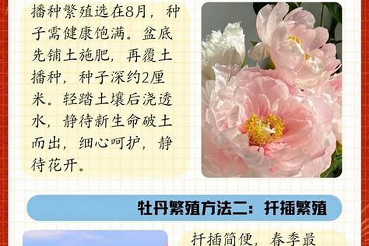 牡丹的施肥时间及方法
