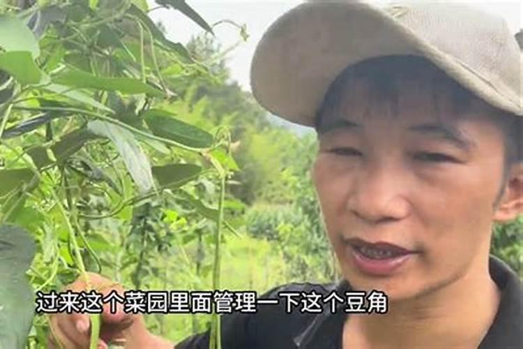 豆角田间管理都有哪些内容？应该怎么做呢？