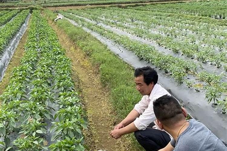 辣椒用钙镁硼锌铁肥好吗