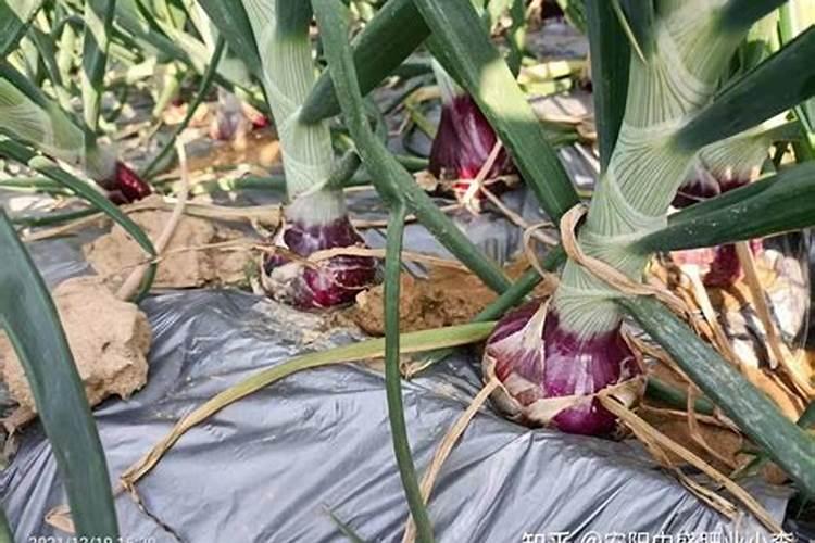 洋葱什么时间施肥好？洋葱膨大剂什么时候可以打？