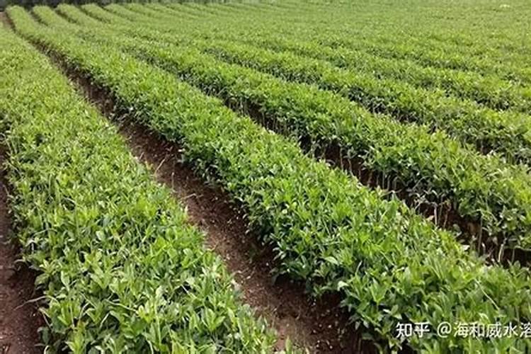 中药材半夏地下茎块膨大剂,中药材半夏一次冲施多少肥料合适？