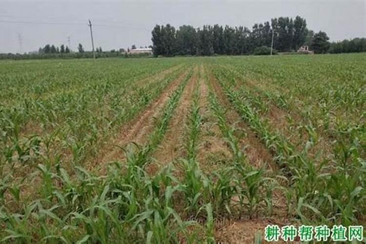 玉米施尿素最佳时间