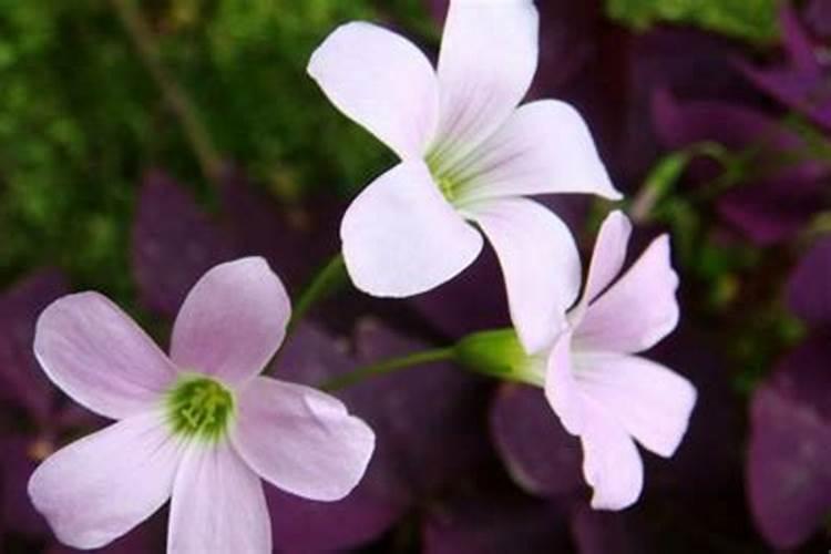 春天开的花有哪些、 要盆栽的 一定要准