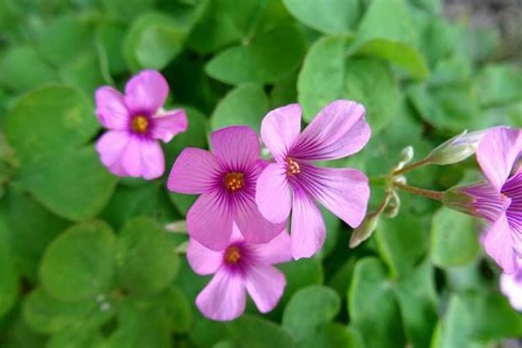 什么花最好养活且鲜艳？