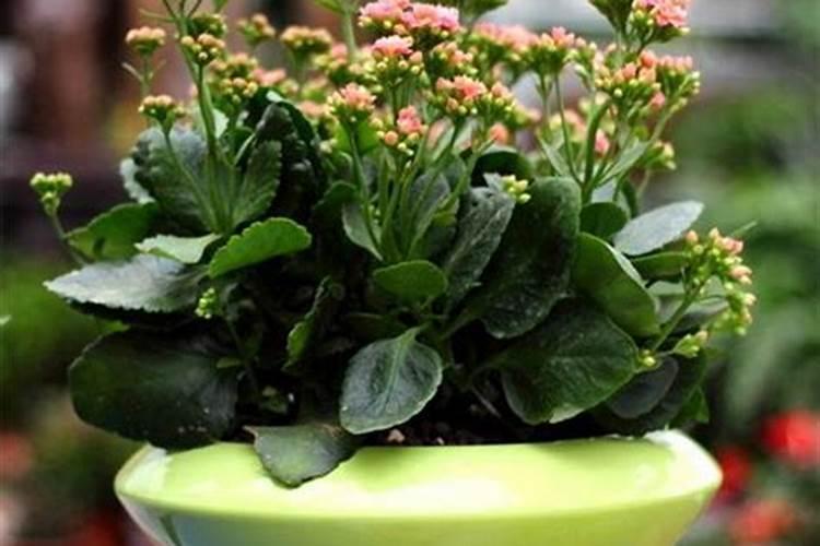 长寿花用什么肥料最好,总共需要三种肥,长势旺盛开花多