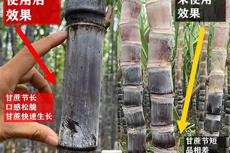 甘蔗底肥用什么肥料最好？甘蔗哪种肥料能增产？底肥的正确使用方法？