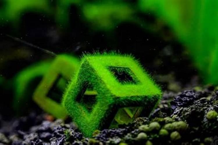 兰花用什么肥可以多开花