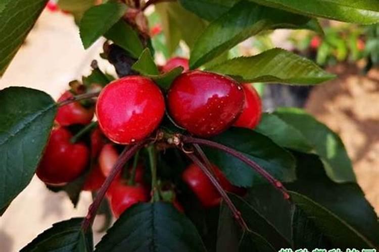 大樱桃树施什么肥？