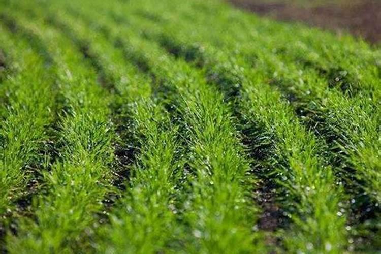 为什么要施叶面肥？叶面肥适合哪些时期施用？