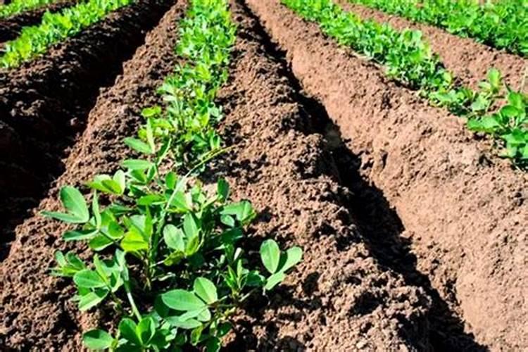 农民种花生什么时候需要追肥