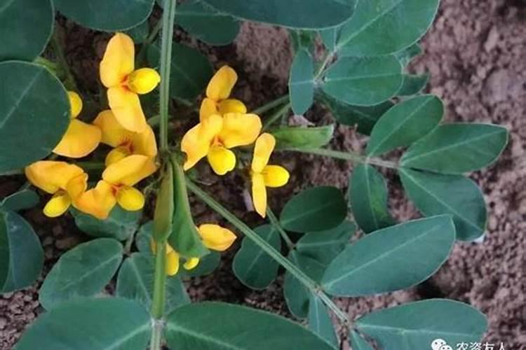 花生开花期施什么肥料