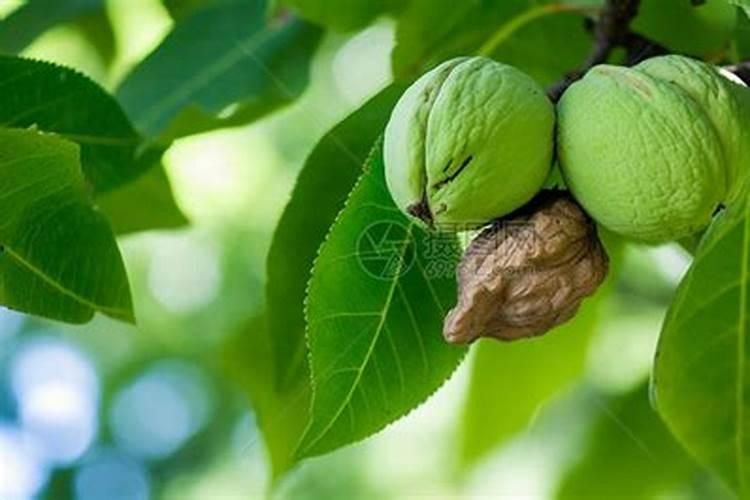 核桃树磷素过多会出现什么症状怎么补救？