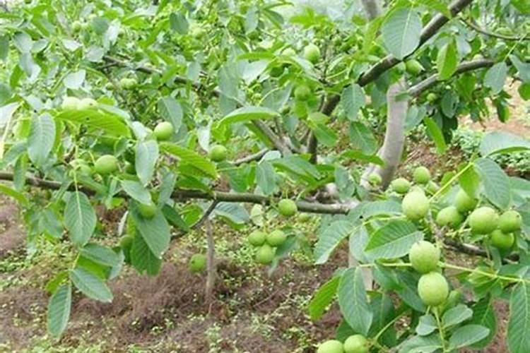 核桃树氮素过量的症状和补救措施是什么？