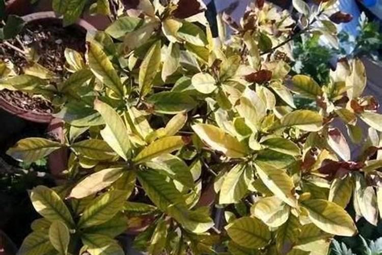 有机肥多少钱一吨,含量是多少