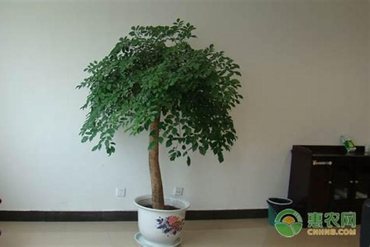 幸福树换盆后多久施肥 幸福树换盆后何时开始施肥？