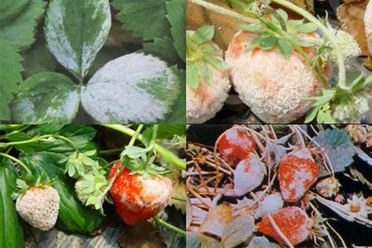 请问冻青树的白粉病怎么治？谢谢!