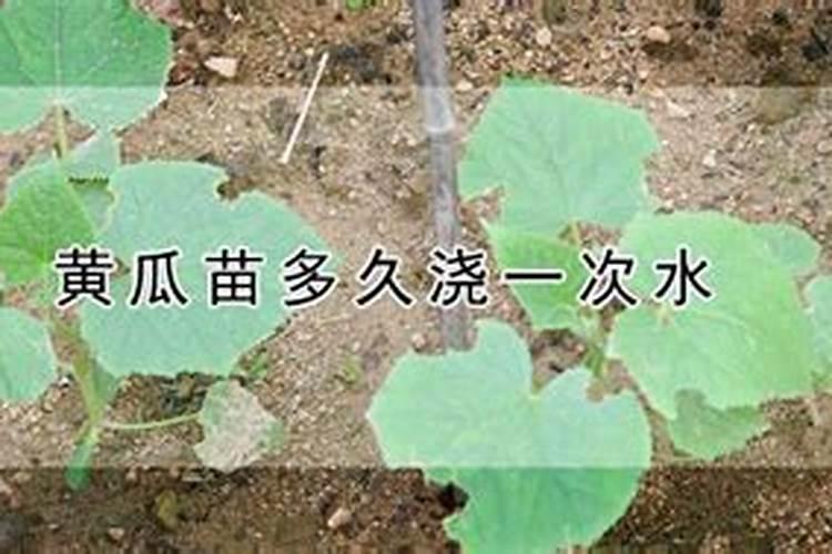 黄瓜苗多大可以施肥