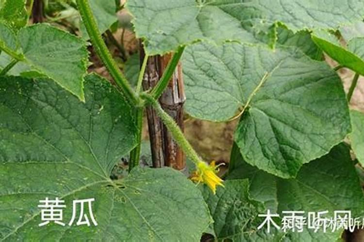黄瓜移栽后几天施肥