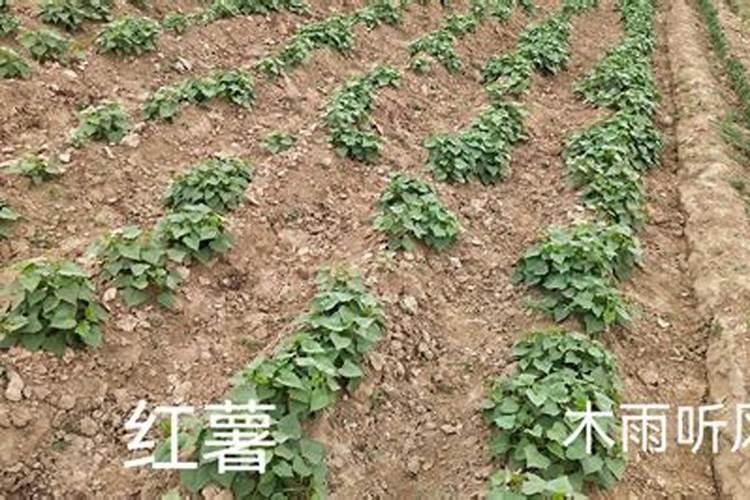 红薯用辛硫磷正确用量