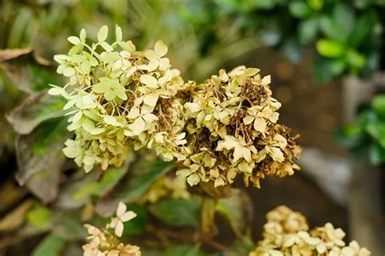 锈球花能放室内吗