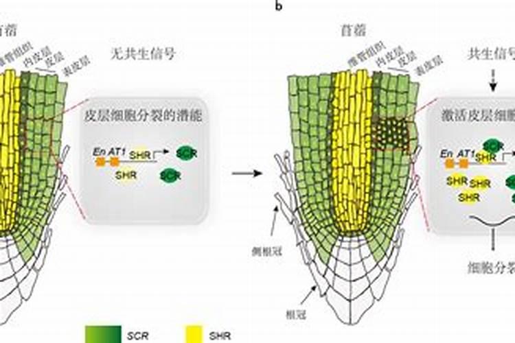 大豆是如何利用氮气制造氮肥的