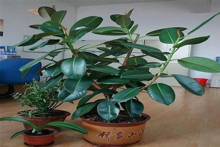 橡皮树用什么肥料好