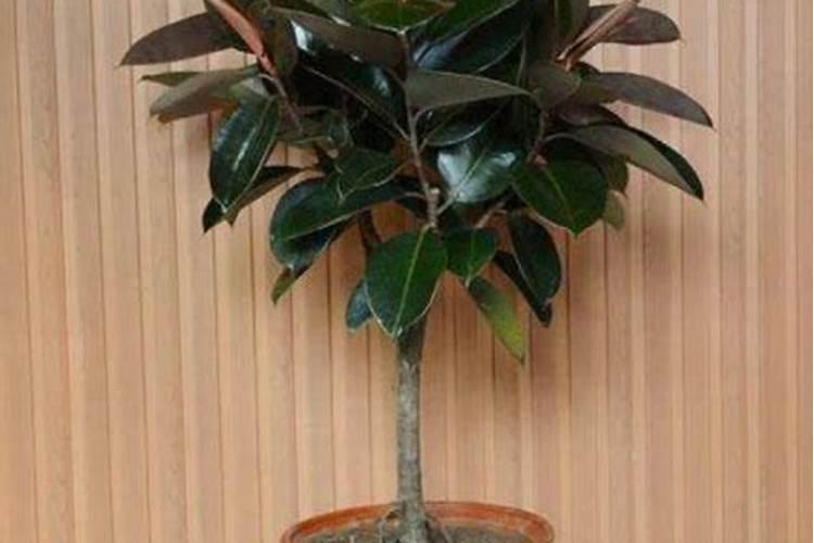 橡皮树用什么肥料好