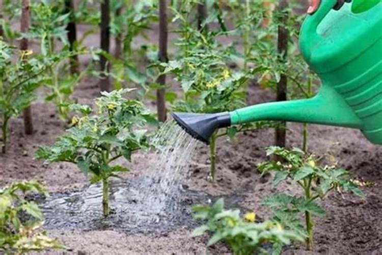 番茄坐果后怎样施肥？西红柿叶面肥喷施注意什么？