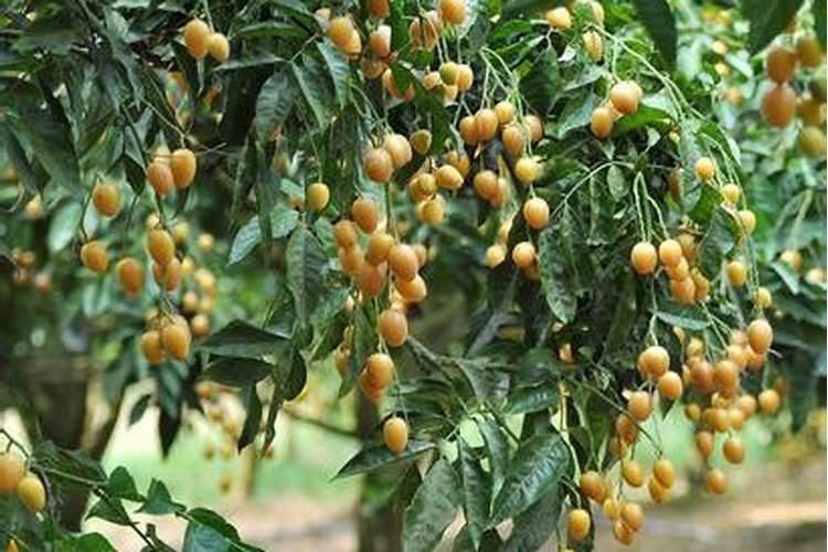 黄皮树怎样施肥才果核小一点