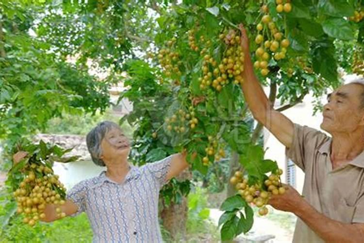 黄皮树中秋节应施什么肥