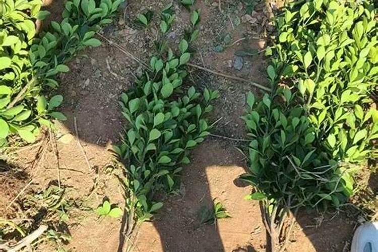 黄杨老根5～6月份施尿素行不行？