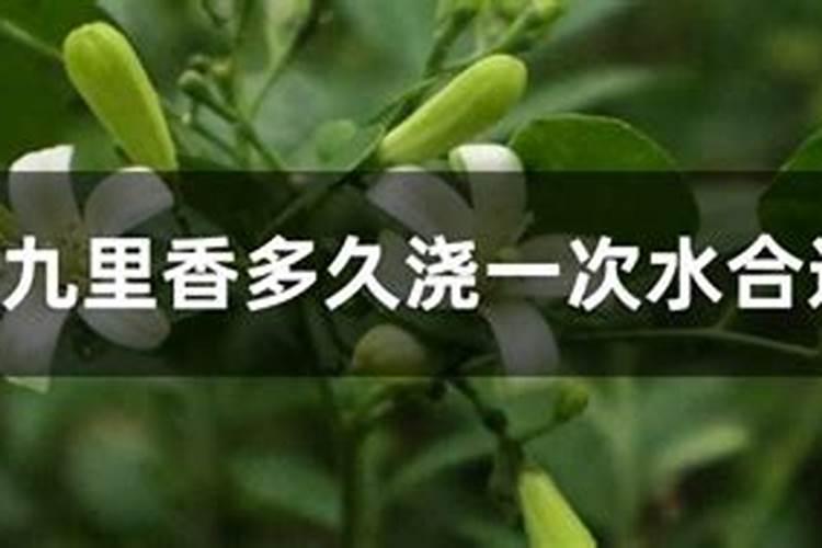九里香如何施肥