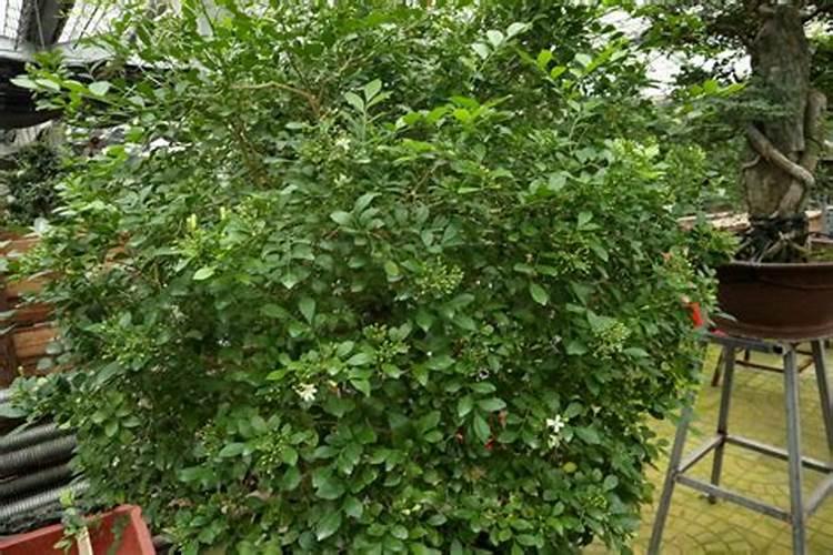 九里香怎么施肥