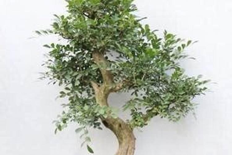 九里香九里香最好的肥料是什么怎么施？