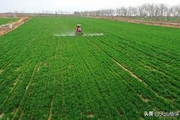 促进小麦分蘖和授粉的措施