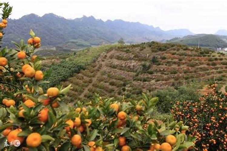 果树根外怎么施肥？用好了!1斤肥料当10斤用!yiu1237