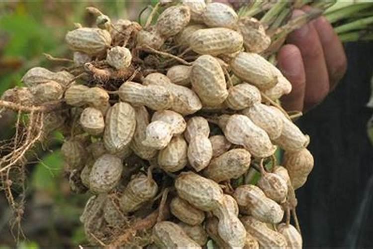 花生追肥用硝硫基复合肥好还是过磷酸钙好