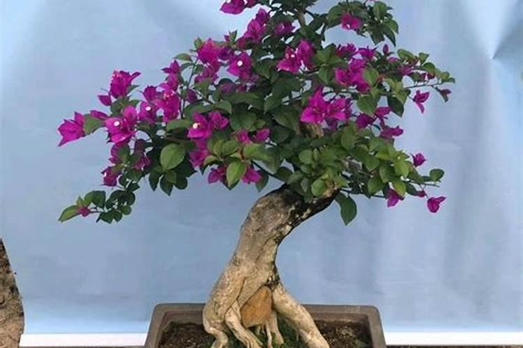 三角梅施肥方法和时间