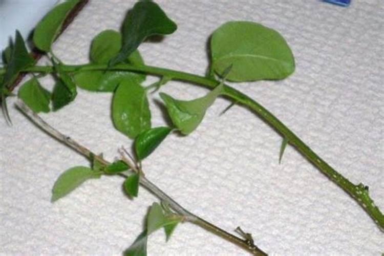 三角梅施肥施什么肥,施肥是直接埋土壤里面吗