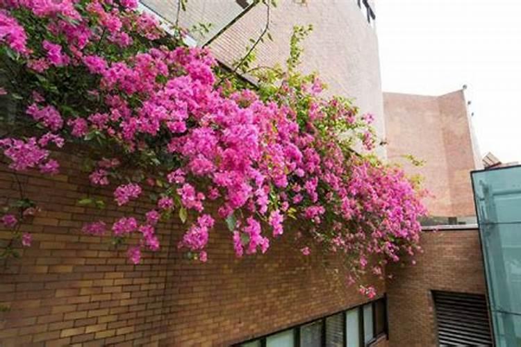 三角梅施什么肥最好