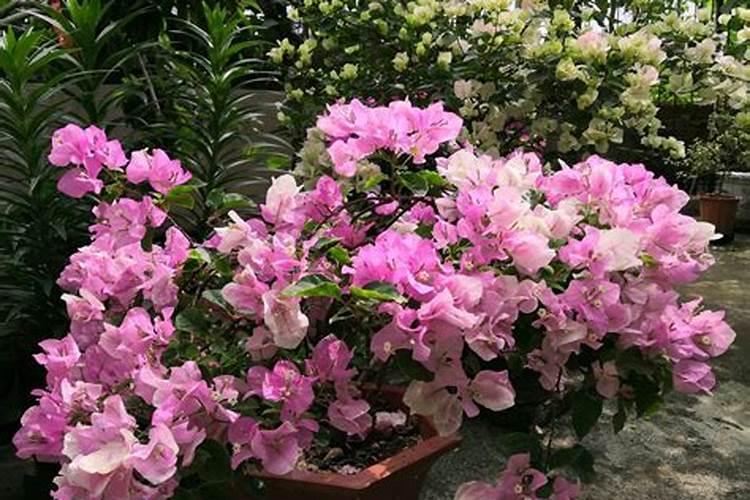 三角梅施肥施什么肥