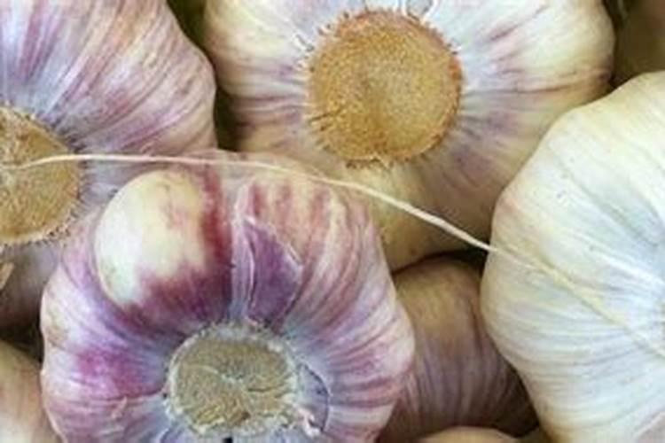 大蒜重茬上什么肥料