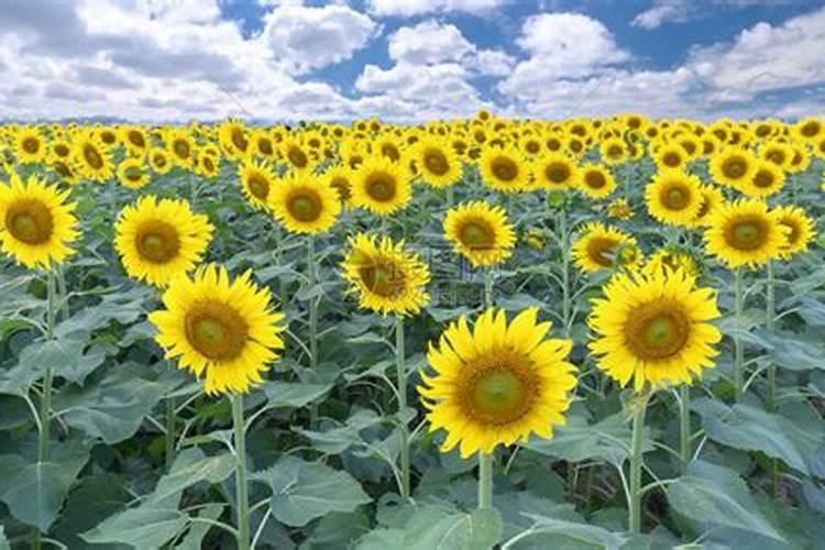 向日葵生长期需要什么肥料