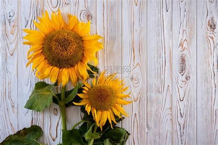 了解不同作物对中微量元素的敏感性,实现精准、科学施肥!