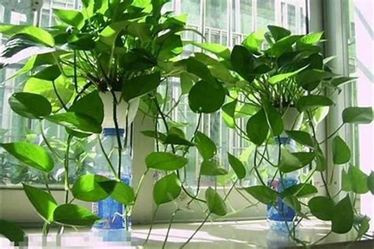 绿萝能施磷肥复合肥和尿素吗