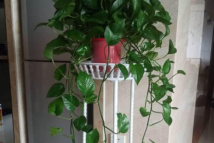 磷肥过多对绿萝的危害