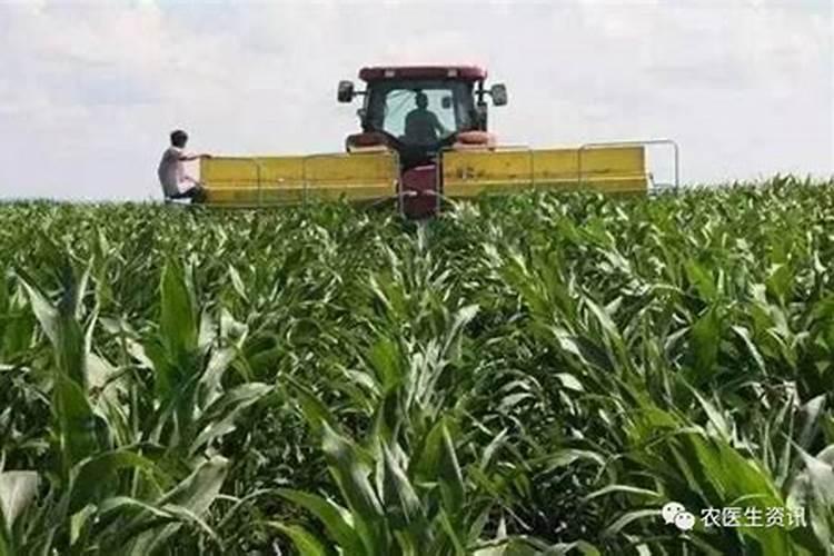 我家种的玉米现在是拔节、抽雄怎样管理？